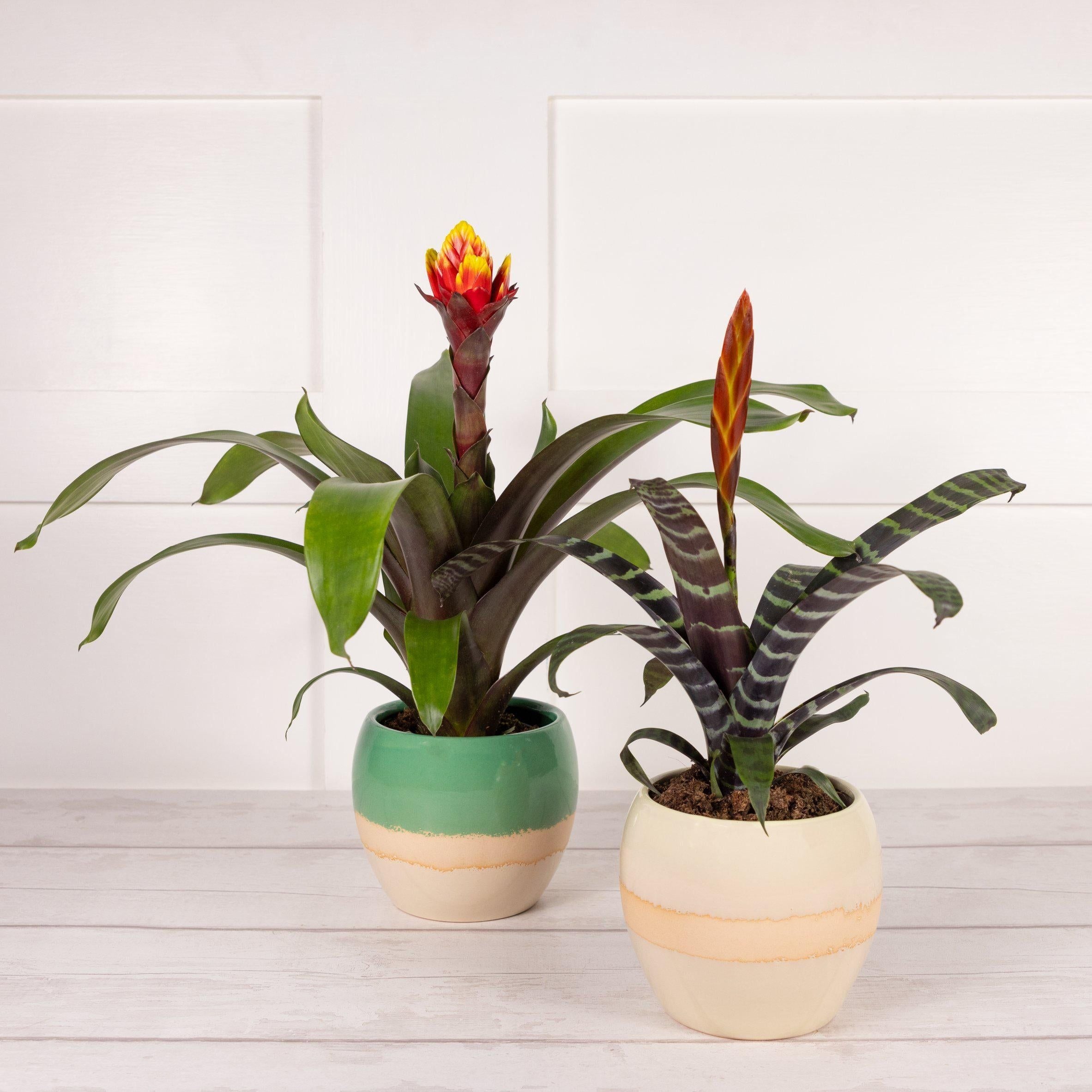 Habitat Bromeliad (Pot Colour May Vary)