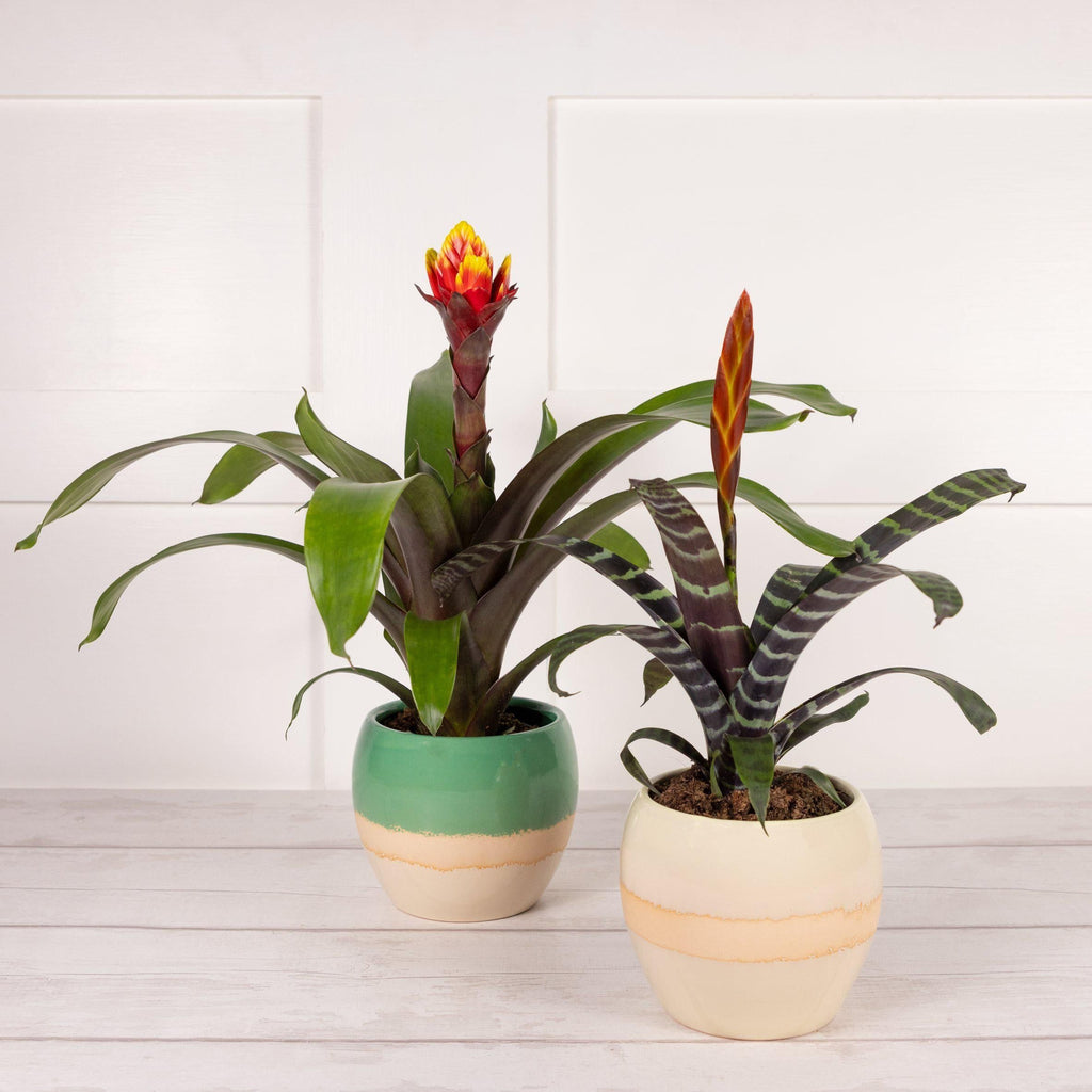 Habitat Bromeliad (Pot Colour May Vary)