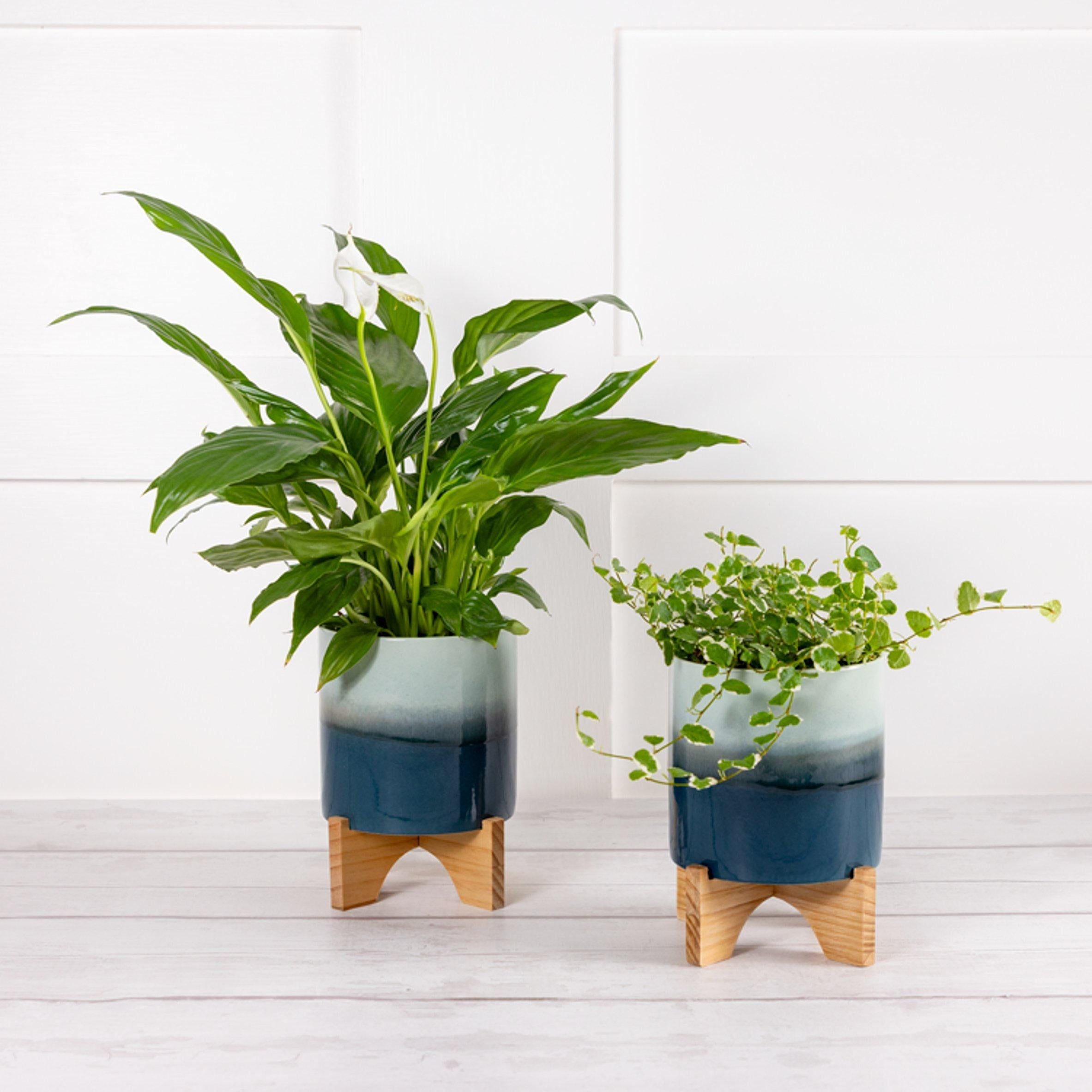 Habitat Foliage with Stand (Plant &amp;amp; Pot Colour May Vary)