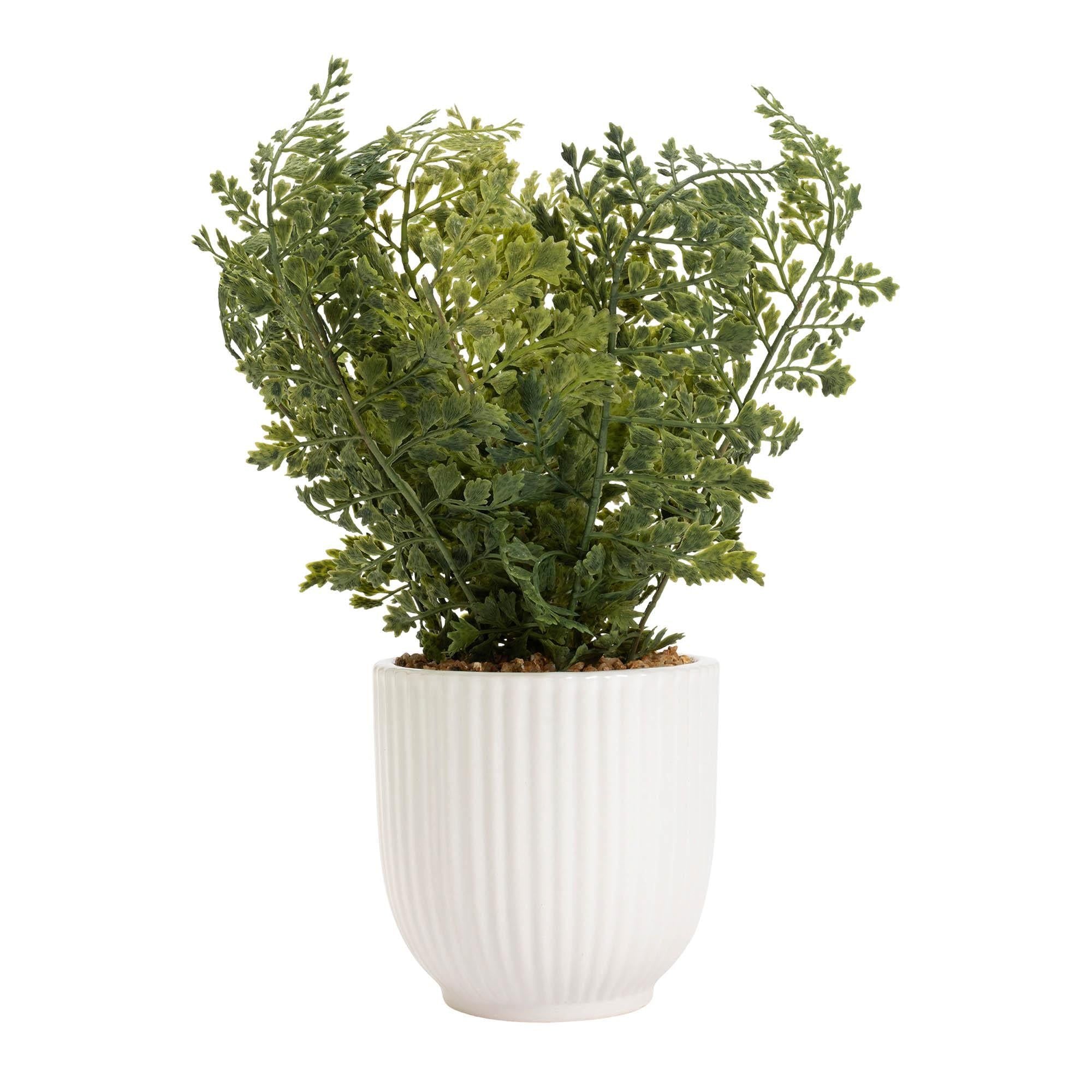 Habitat Maidenhair Fern in Ribbed Pot