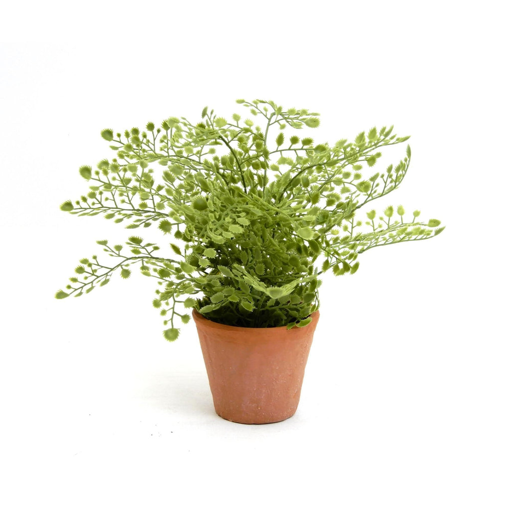 Habitat Maidenhair Fern In Terracotta Pot