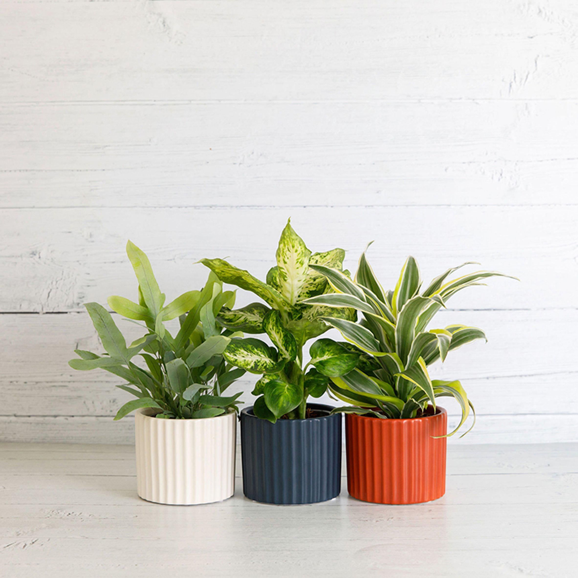 Habitat Mini Foliage In Ceramic (Plant &amp;amp; Pot Colour May Vary)