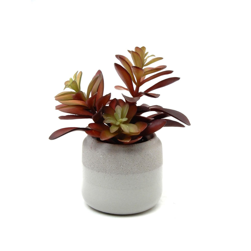 Habitat Red Succulent in Grey Pot