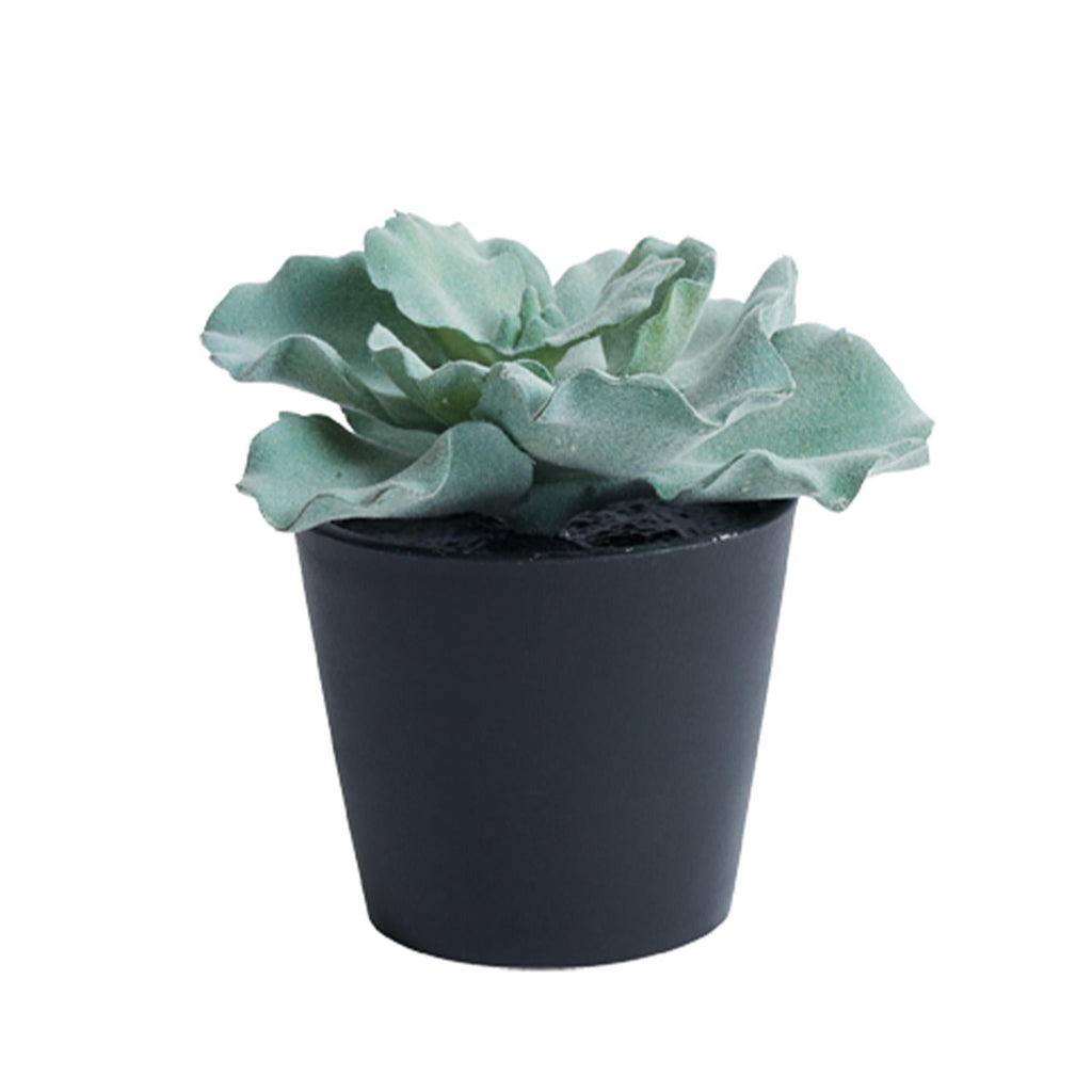 Habitat Small Rose Cabbage Succulent