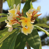 Durance Perfumed Soap Sensual Monoï 125g