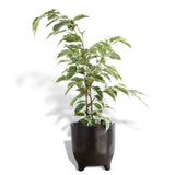 Hello Houseplants Weeping Fig | Pot Size 17cm | (65cm-75cm Height)