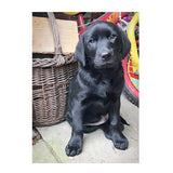 Kevin Milner Countryside Labrador Puppy Card