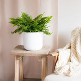 Hello Houseplants Boston Fern | Pot Size 17cm | (40cm-60cm Height)