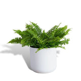 Hello Houseplants Boston Fern | Pot Size 17cm -Pot Excluded